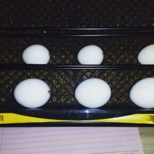 Fertile Green-Winged Parrot Macaw Eggs