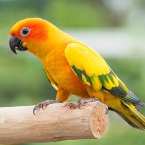 Baby Parrots For Sale Online