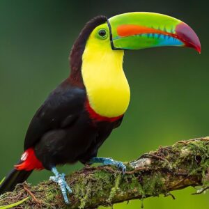 Toucan Exotic Birds