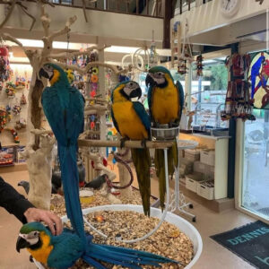 Adult Blue And Gold Macaw Parrots-(Males/Females)