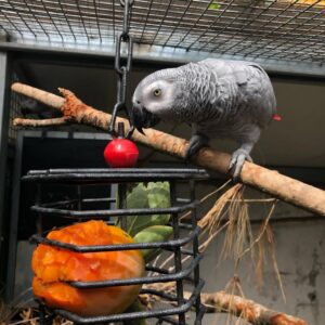 African Grey Parrot-(Lucy)