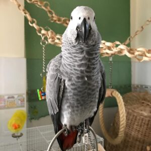 African Grey Parrot-(Matty)