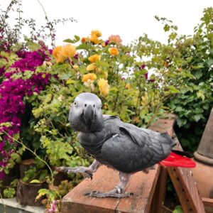 African Grey Parrot-(Ricky)