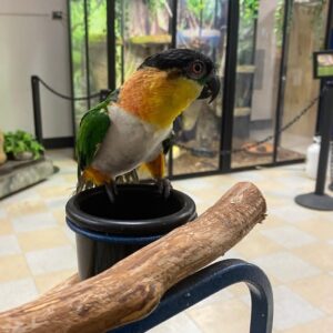 Black headed Caique Parrot-(Kalin)