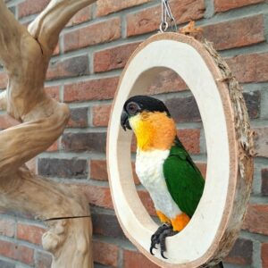 Black headed Caique Parrot-(Laka)