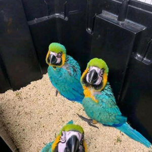 Blue & Gold Macaw Baby Parrots-(Males/Females)