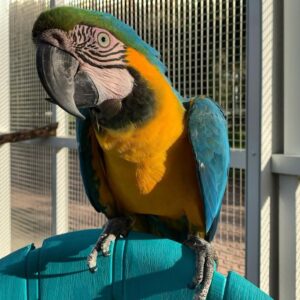 Blue And Gold Macaw Parrot-(Dina)