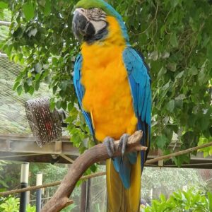 Blue And Gold Macaw Parrot-(Napi)
