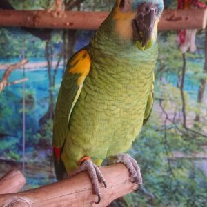 Blue Fronted Headed Amazon Parrots-(Males/Females)