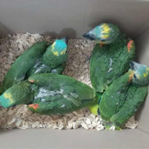 Blue Fronted Headed Amazon Baby Parrots