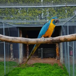 Blue Throated Macaw Parrot-(Lampa)