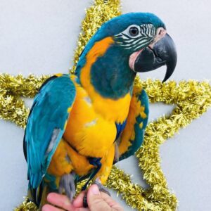 Blue-Throated Macaw Parrot-(Limpina)