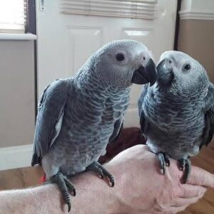 Breeding Pair African Grey Parrots