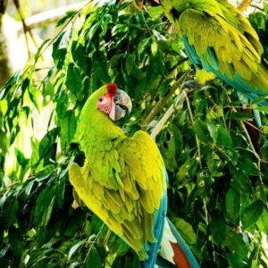 Breeding Pair Buffon Macaw Parrots-Male & Female