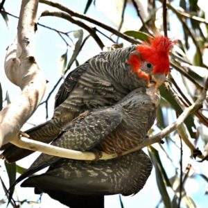 Breeding Pair Gang Gang Cockatoo Parrots-Male & Female