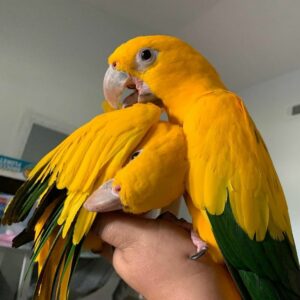 Breeding Pair Golden Sun Conure Parrots- Male & Female
