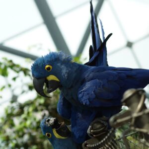 Breeding Pair Hyacinth Macaw Parrots-Male & Female