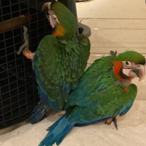 Calico Baby Macaw Parrots