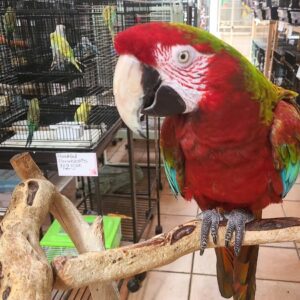 Calico Macaw Parrot-(Lagon)