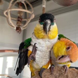 Caique Baby Parrots-(Males/Females)