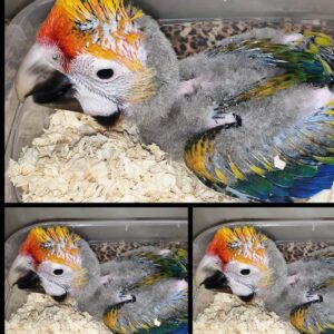 Catalina Macaw Baby Parrots- (Males/Females)