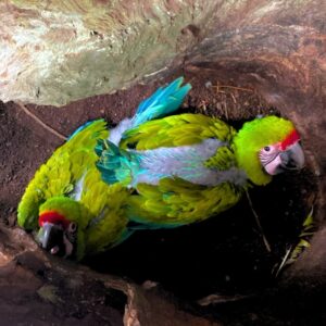 Mutation Buffon Macaw baby Parrots-Males-Females