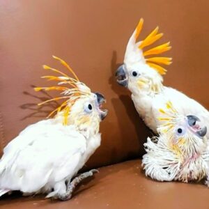 Citron Crested Cockatoo Baby Parrots-Males-Females