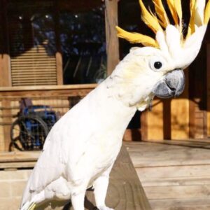 Citron Crested Cockatoo Parrot-(Lam)