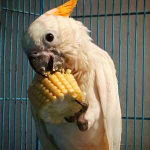 Citron Crested Cockatoo Parrot-(Vitina)