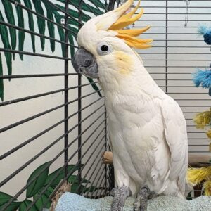 Citron Crested Cockatoo Parrots-Males-Females