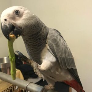 Congo African Grey Parrot-(Alice)