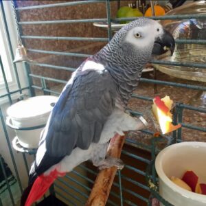 Congo African Grey Parrot-(Kitto)