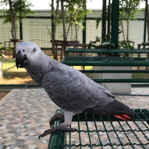 Congo African Grey Parrot-(Myra)