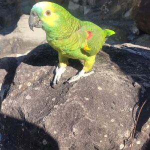 Double Yellow Headed Amazon Parrot-(Ana)