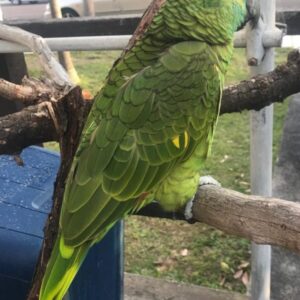 Double Yellow Headed Amazon Parrot-(Dan)