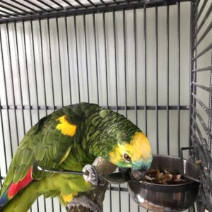 Double Yellow Headed Amazon Parrot-(Males/Females)