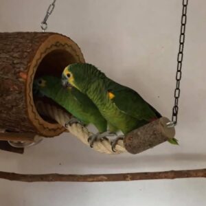 Double Yellow Headed Amazon Baby Parrots-(Males/Females)