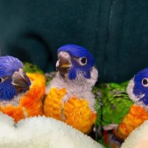 Eclectus Baby Parrots-Males-Females