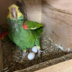 Fertile Amazon Parrot Eggs