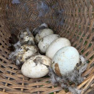 Fertile Authentic Ruppell’s Griffon Vulture Eggs