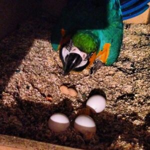 Fertile Blue And Gold Macaw Parrot Eggs