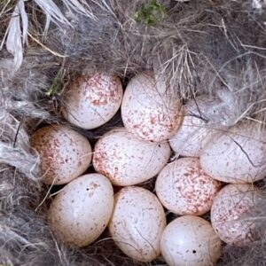 Fertile Cinereous Vulture Eggs