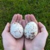 Fertile Eagle Eggs