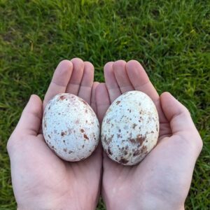 Fertile Eagle Eggs
