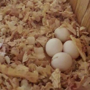 Fertile Gang Gang Cockatoo Parrot Eggs