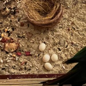 Fertile Harris Bird Eggs