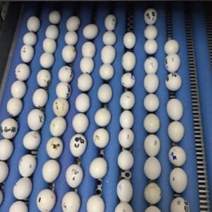 Fertile Hyacinth Macaw Parrot Eggs