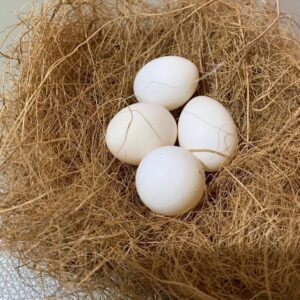 Fertile Lovebirds Eggs
