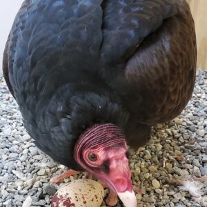 Fertile Turkey Vulture Eggs
