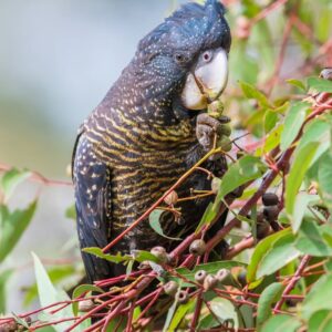 Gang Gang Cockatoo Parrot-(Zita)